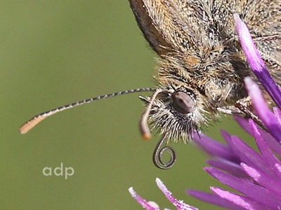 Small Heath (Coenonympha pamphilus) Alan Prowse